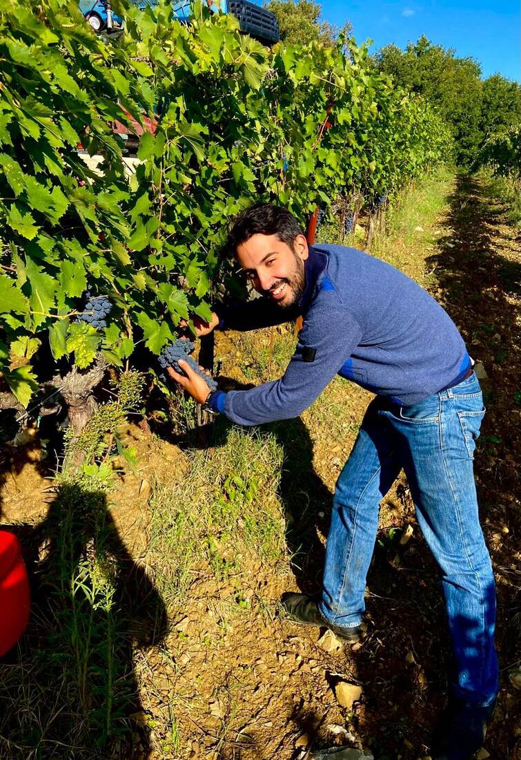Andrea Menchetti durante la vendemmia