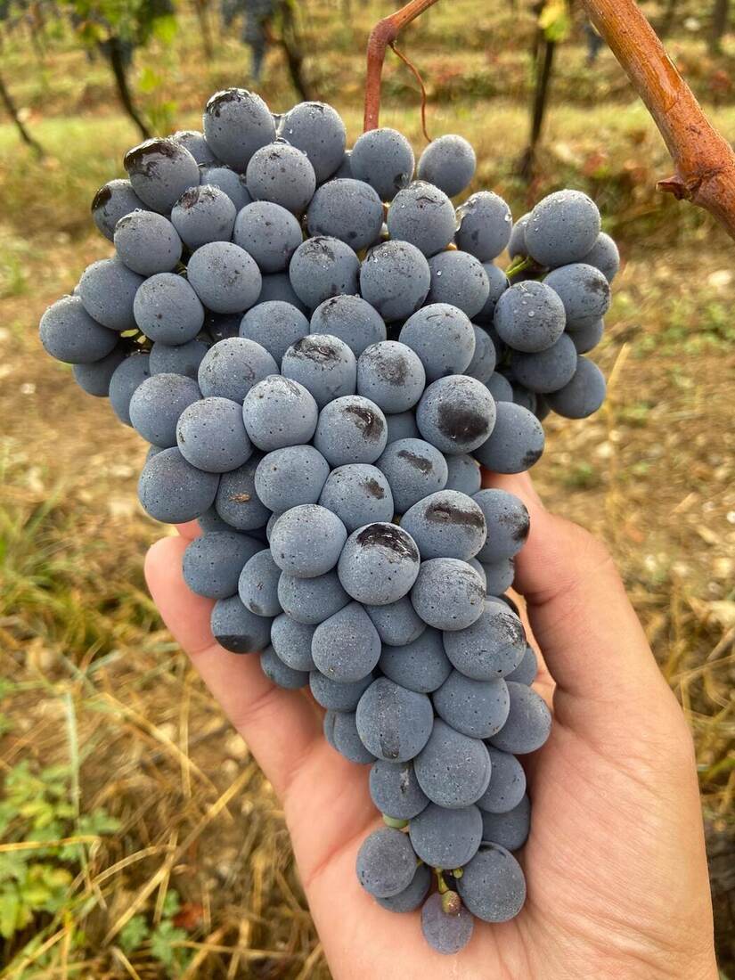 Grappolo di uva a maturazione
