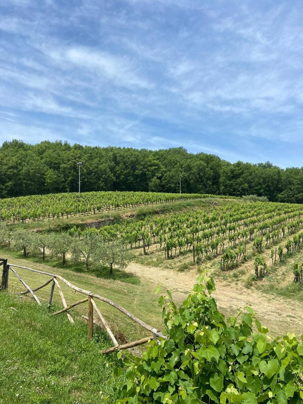 Filari di vigna in estate
