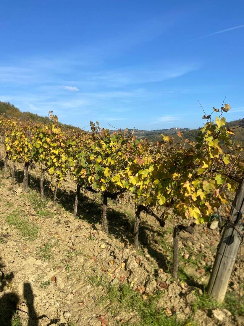 Foglie di vigna in autunno